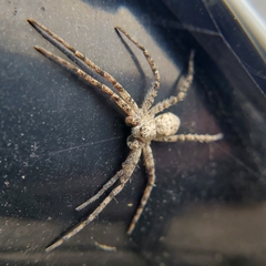 Philodromus dispar
