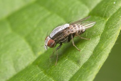 Homoneura discoglauca