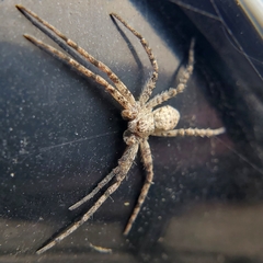 Philodromus dispar