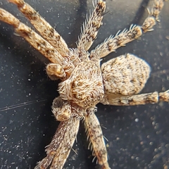 Philodromus dispar