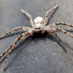 Philodromus dispar