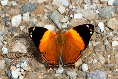 Hypanartia godmanii