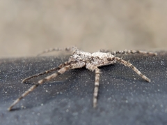 Philodromus dispar
