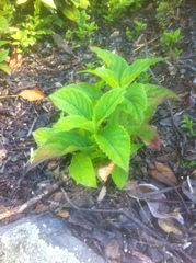 Hydrangea serrata