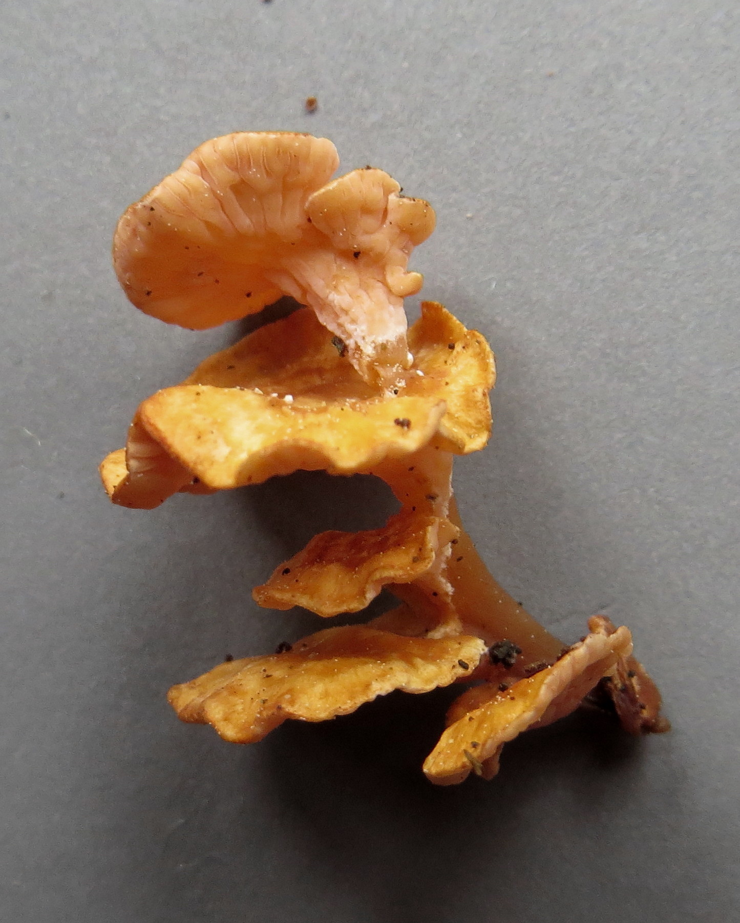 Podoserpula pusio var. tristis image