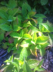 Hydrangea serrata