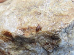 Myrmecophilus pergandei