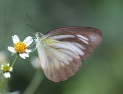 Appias lyncida eleonora