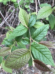 Lonicera involucrata