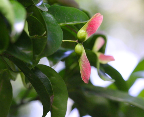 Image of Acer laevigatum by no rights reserved
