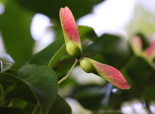 Image of Acer laevigatum by no rights reserved