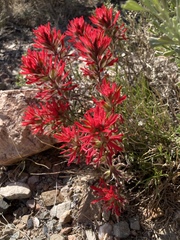 Castilleja scabrida
