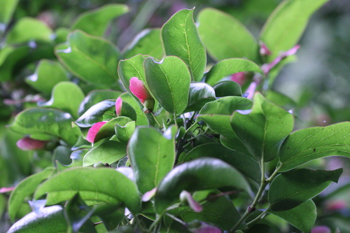 Image of Acer laevigatum by no rights reserved