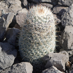 Escobaria dasyacantha