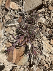 Castilleja scabrida
