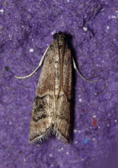 Euzophera vinnulella