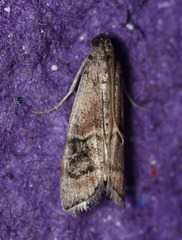 Euzophera vinnulella