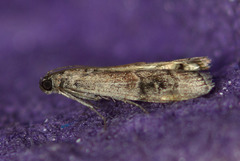 Euzophera vinnulella