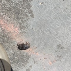 Armadillidium vulgare