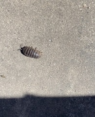 Armadillidium vulgare