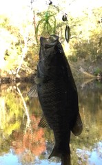 Micropterus notius