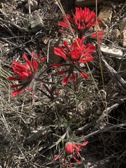Castilleja scabrida