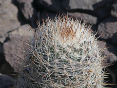 Escobaria dasyacantha