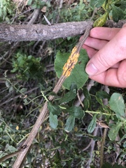 Puccinia evadens