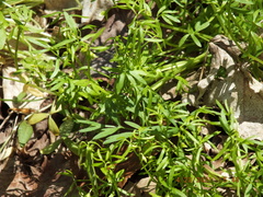 Floerkea proserpinacoides