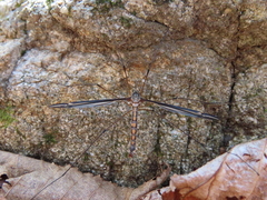 Tipula noveboracensis