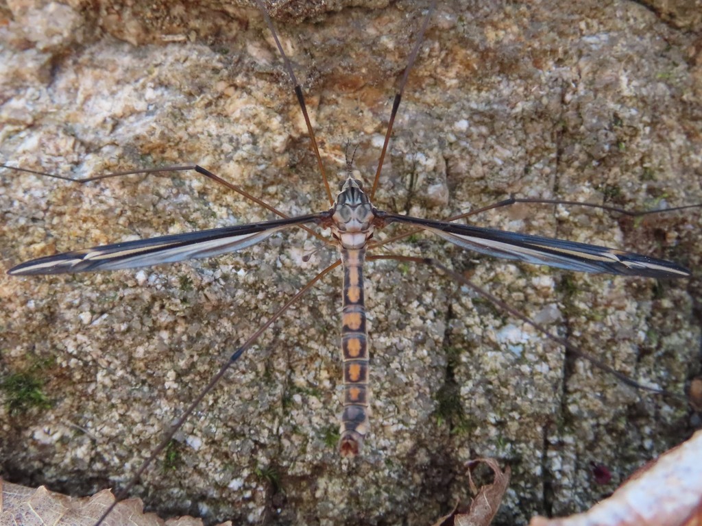 Tipula noveboracensis