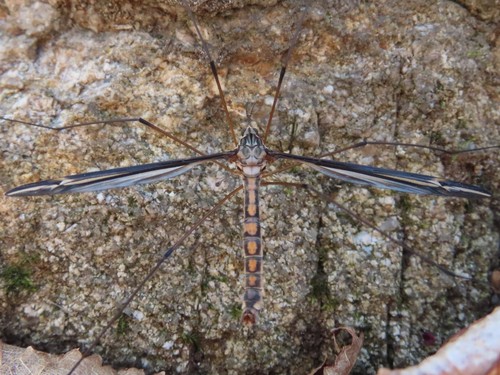 Tipula noveboracensis