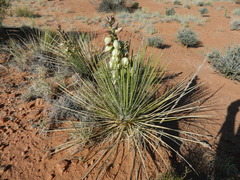 Yucca baileyi
