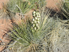 Yucca baileyi