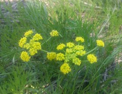 Lomatium bradshawii
