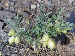 Astragalus wootonii