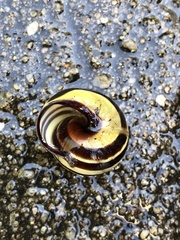 Cepaea nemoralis