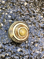 Cepaea nemoralis
