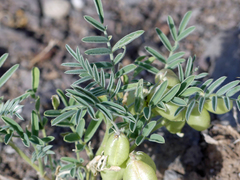 Astragalus wootonii