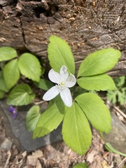 Anemonoides quinquefolia