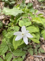 Anemonoides quinquefolia