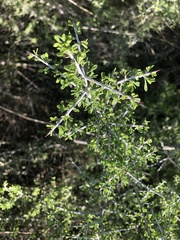 Condalia spathulata