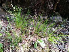 Carex planispicata
