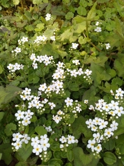 Trigonotis formosana elevatovenosa