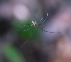 Leucauge tessellata