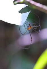 Leucauge tessellata