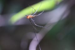 Leucauge tessellata