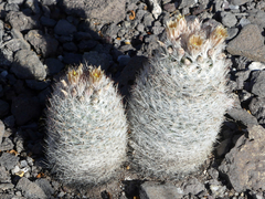 Escobaria dasyacantha