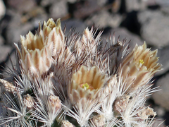 Escobaria dasyacantha