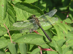 Cordulia aenea aenea